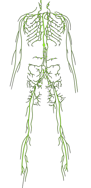 sistema linfatico retencion de liquidos